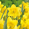"Barrenwyn" Narcissus Flower bulb