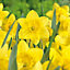 "Barrenwyn" Narcissus Flower bulb