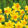 "Jetfire" Narcissus Flower bulb