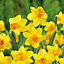"Jetfire" Narcissus Flower bulb