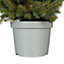 0.6 Silver spruce Pyramid Pot grown Christmas tree