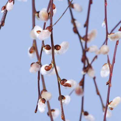 1 SALIX KILMARNOCK WILLOW