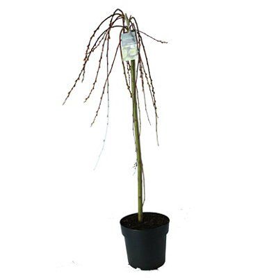 1 SALIX KILMARNOCK WILLOW