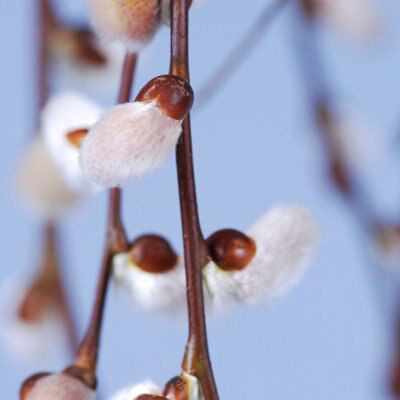 1 SALIX KILMARNOCK WILLOW