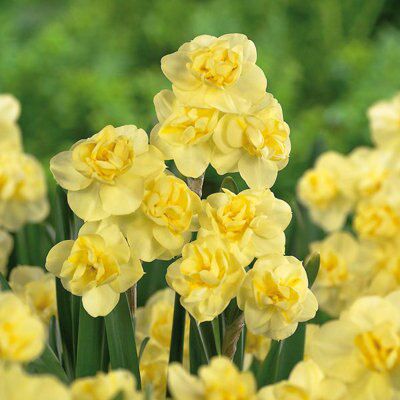 10 Flower bulbs