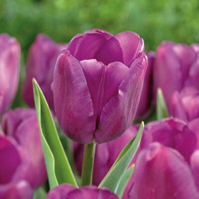 10 Flower bulbs
