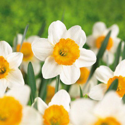 10 Flower bulbs