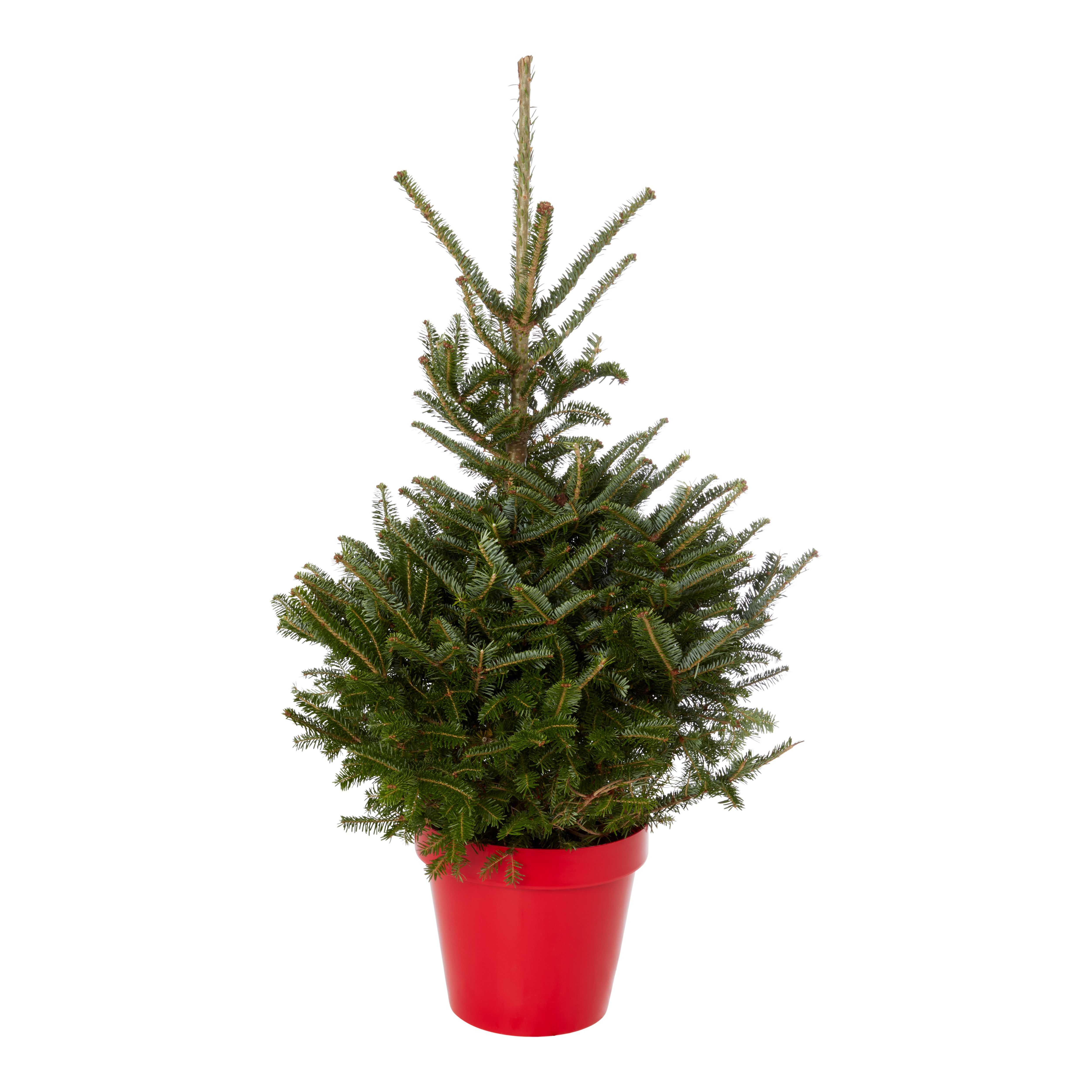 100125cm Fraser fir Pyramid Pot grown Christmas tree DIY at B&Q