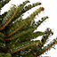 100-125cm Fraser fir Pyramid Pot grown Christmas tree