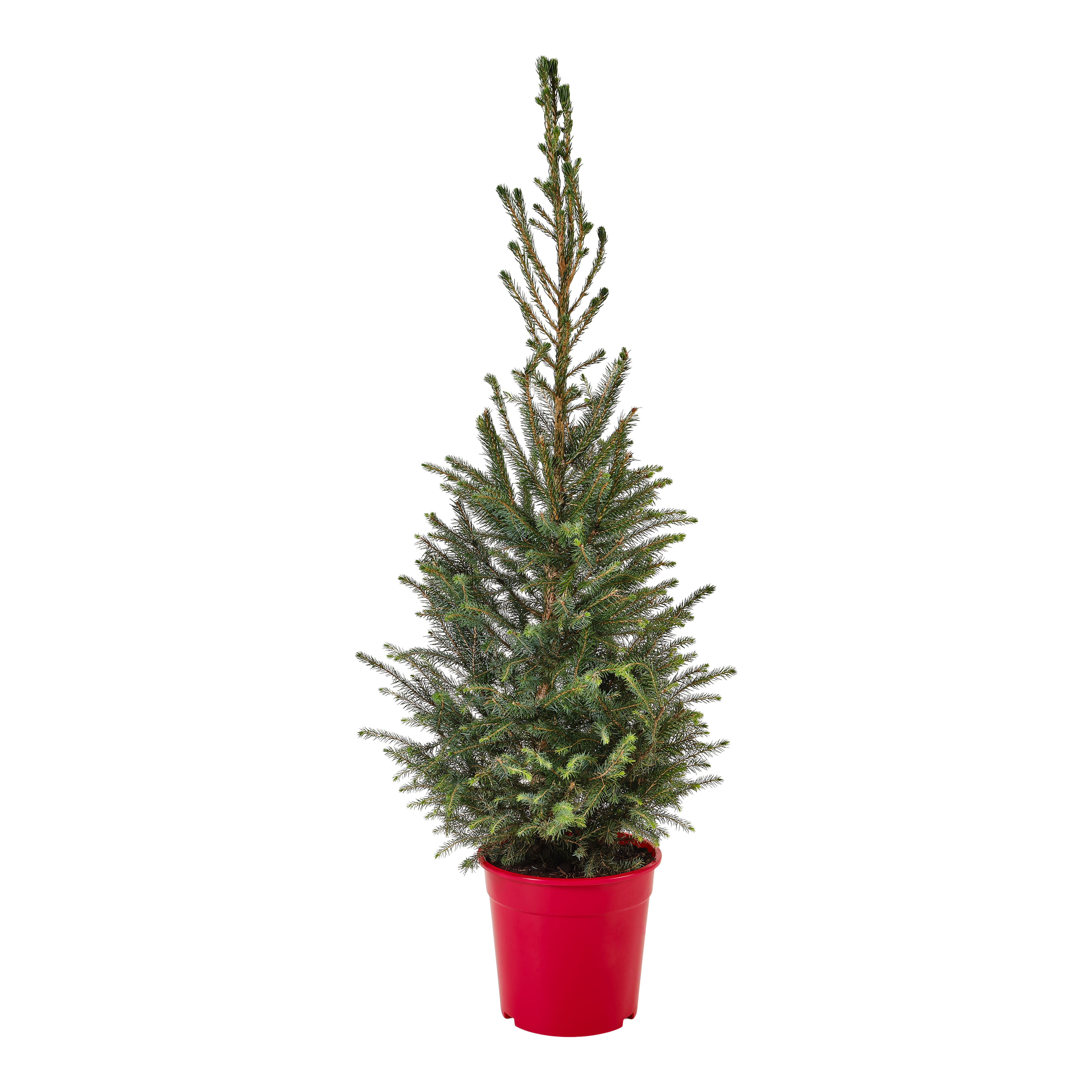 100125cm Serbian spruce Pyramid Pot grown Christmas tree DIY at B&Q