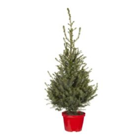100-125cm Serbian spruce Pyramid Pot grown Christmas tree