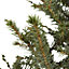 100-125cm Serbian spruce Pyramid Pot grown Christmas tree