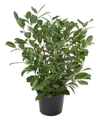 10L LAURUS