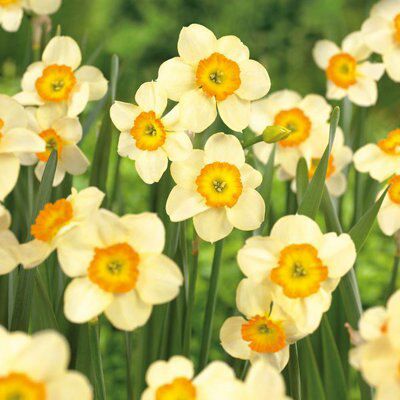 12 Flower bulbs