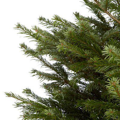 120-150cm 4ft Nordmann fir Small Full Real cut Christmas tree