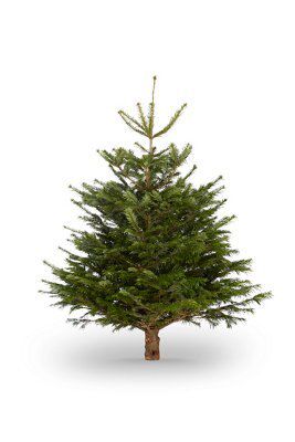 120-150cm 4ft Nordmann fir Small Full Real cut Christmas tree