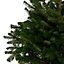 120-150cm Nordmann fir Pot grown Christmas tree