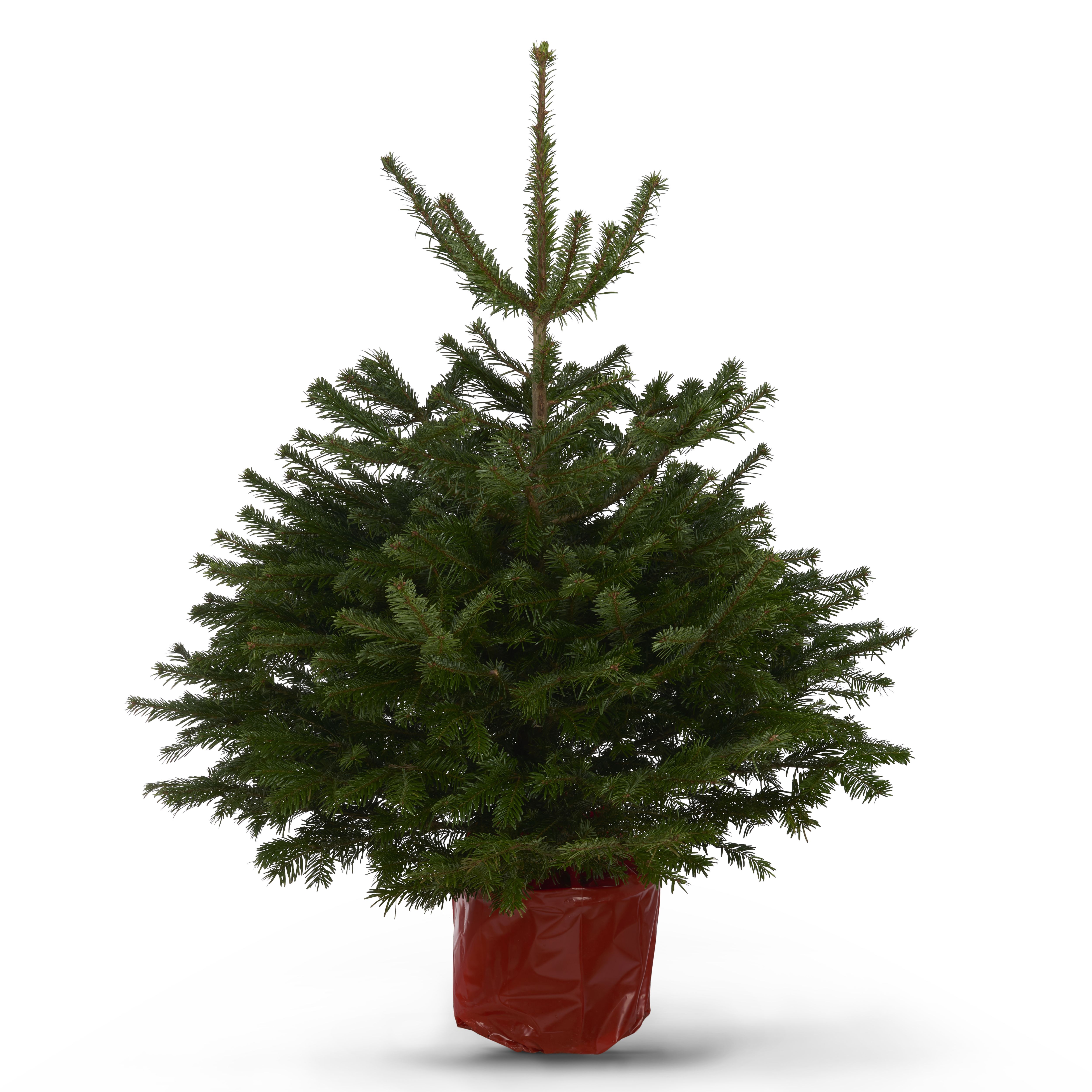 120150cm Nordmann fir Pot grown Christmas tree DIY at B&Q