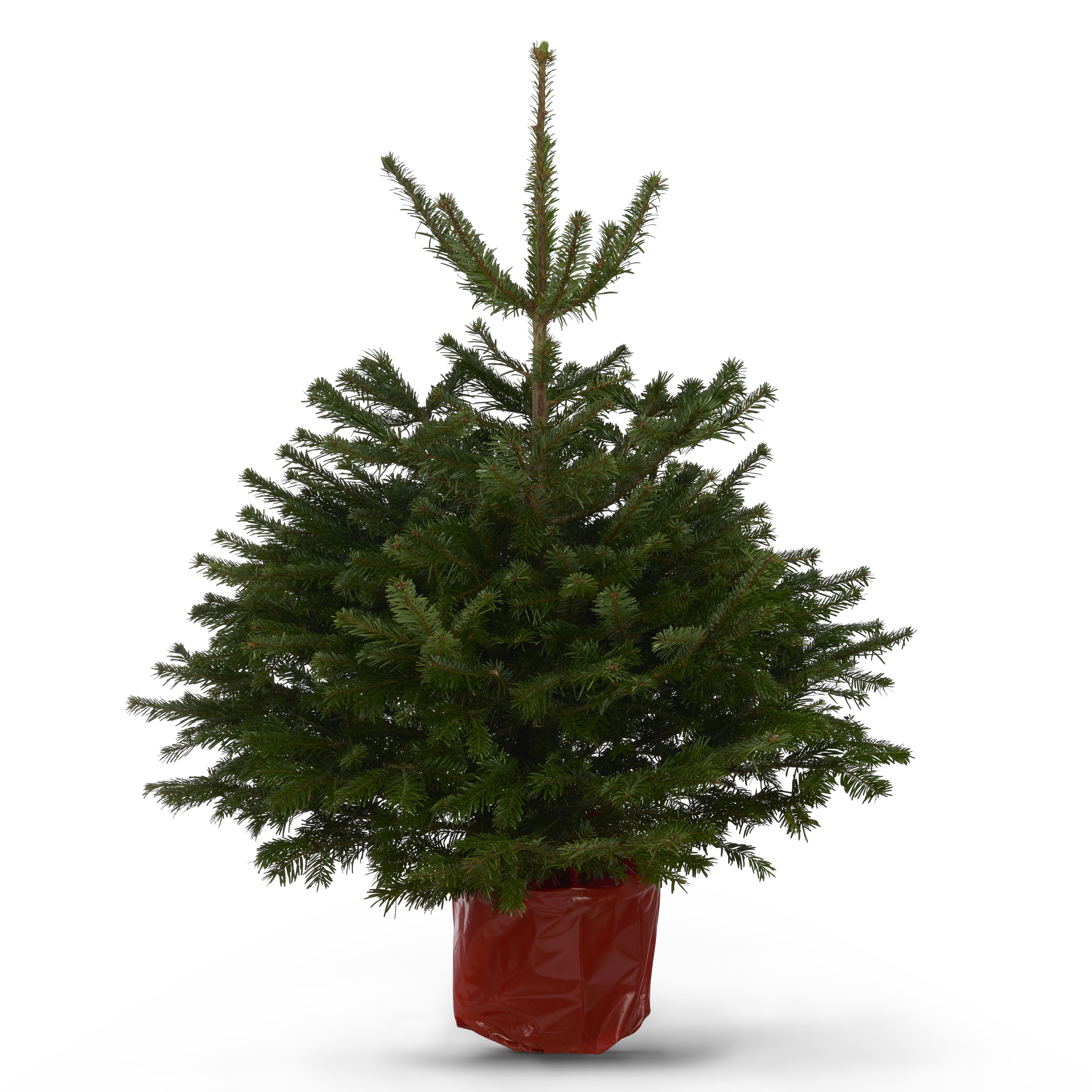 120-150cm Nordmann fir Pot grown Christmas tree | DIY at B&Q