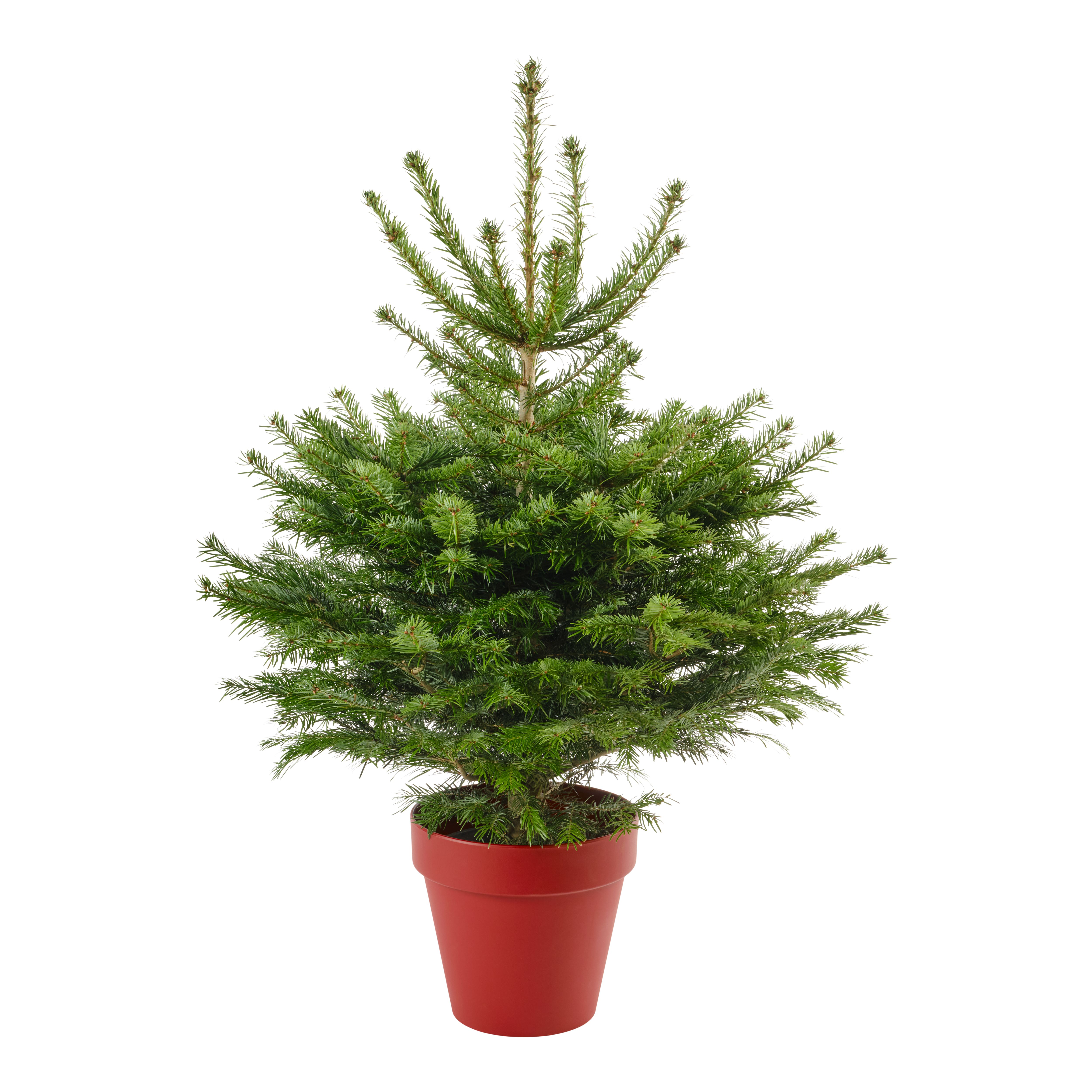 120150cm Nordmann fir Pyramid Pot grown Christmas tree DIY at B&Q
