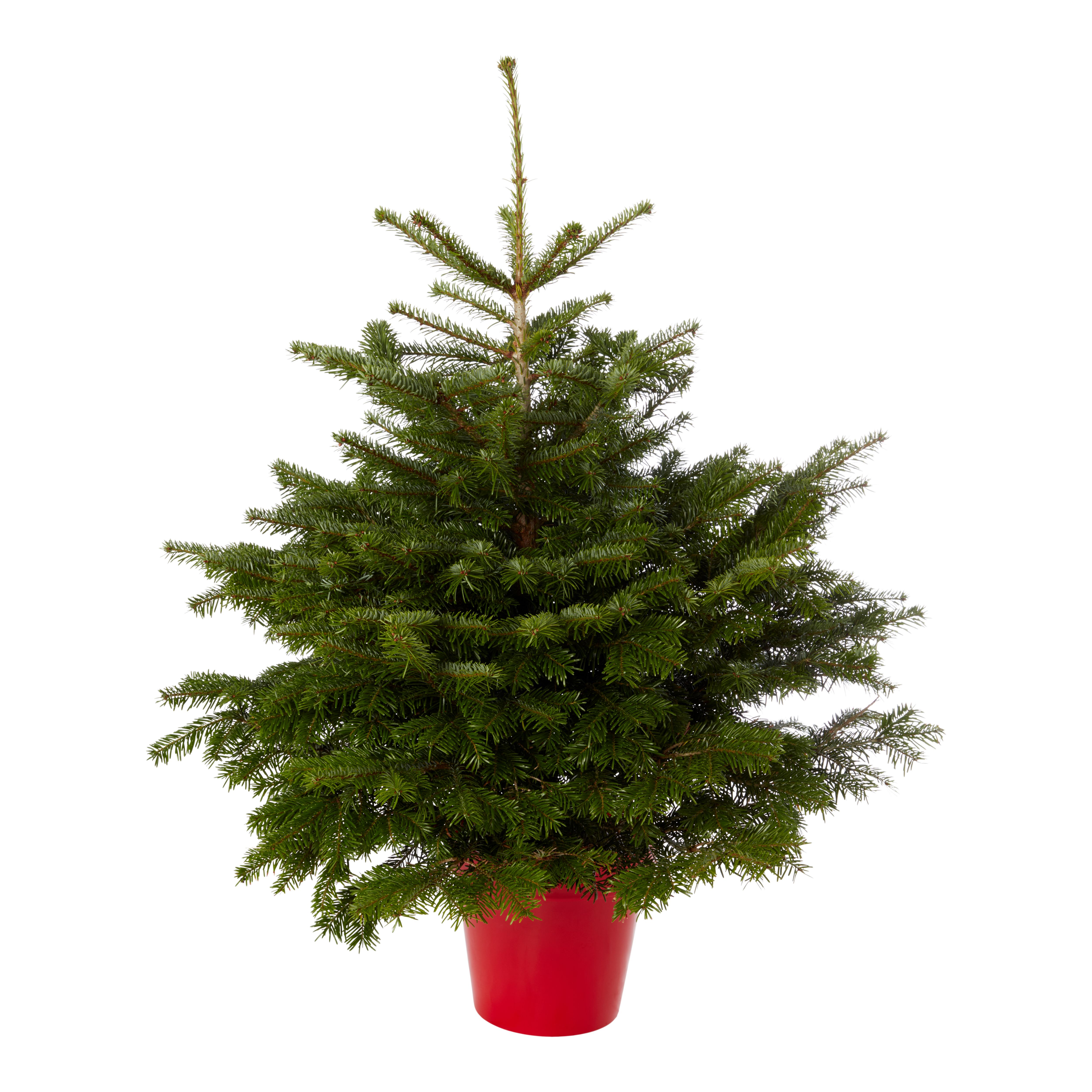 120-150cm Nordmann fir Pyramid Pot grown Christmas tree