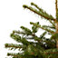 120-150cm Nordmann fir Pyramid Pot grown Christmas tree