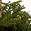 120-150cm Nordmann fir Pyramid Pot grown Christmas tree