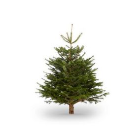 120-150cm Nordmann fir Small Full Cut christmas tree