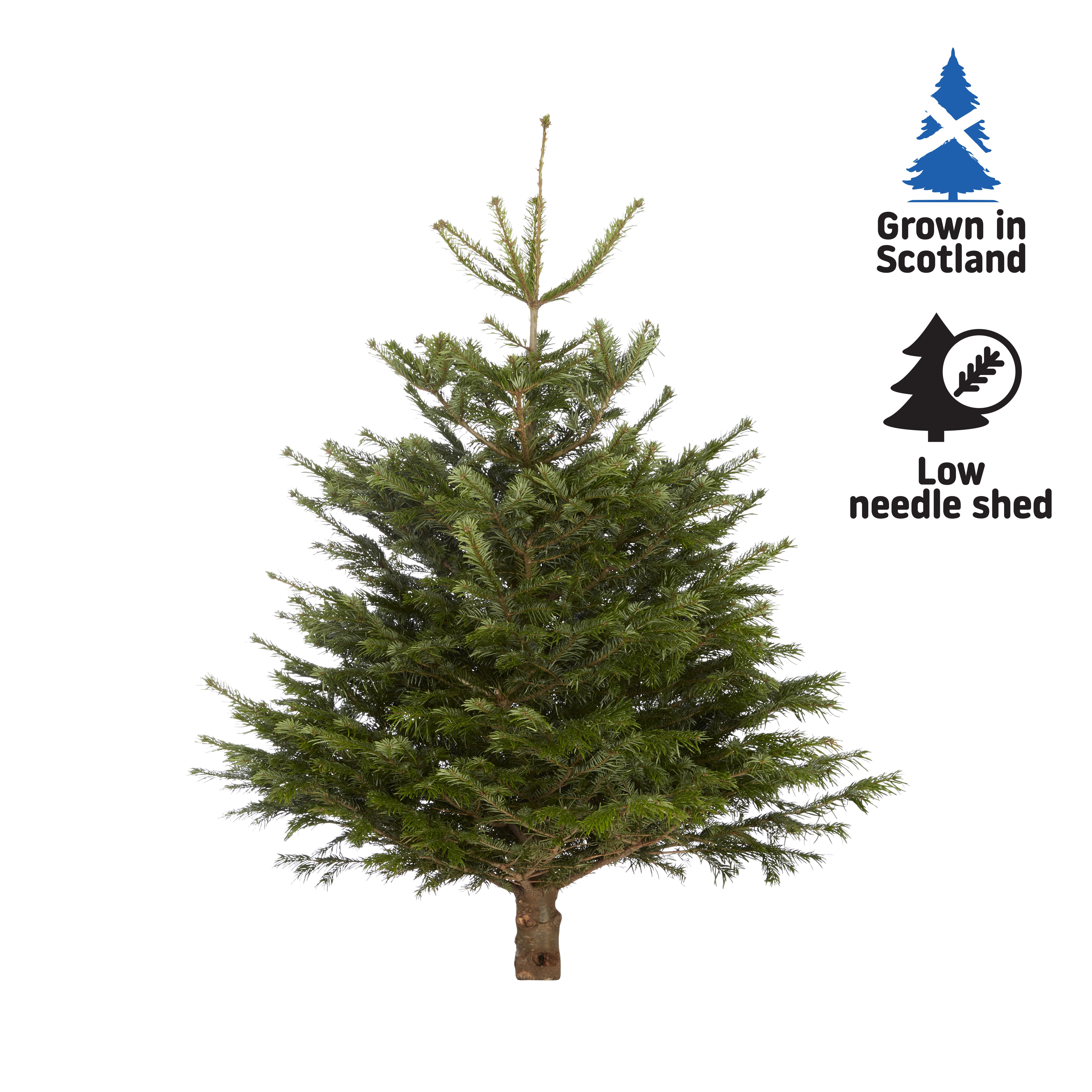 120-150cm Nordmann fir Small Full Cut christmas tree