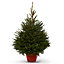 120-150cm Norway spruce Pot grown Christmas tree