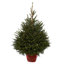 120-150cm Norway spruce Pot grown Christmas tree