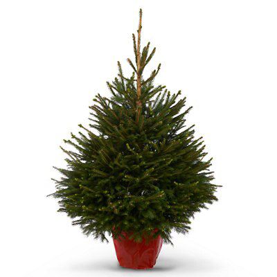 Christmas tree in the pot top