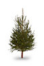 120-150cm Norway spruce Small Full Cut christmas tree