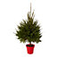 120-150cm Spruce Pyramid Pot grown Christmas tree