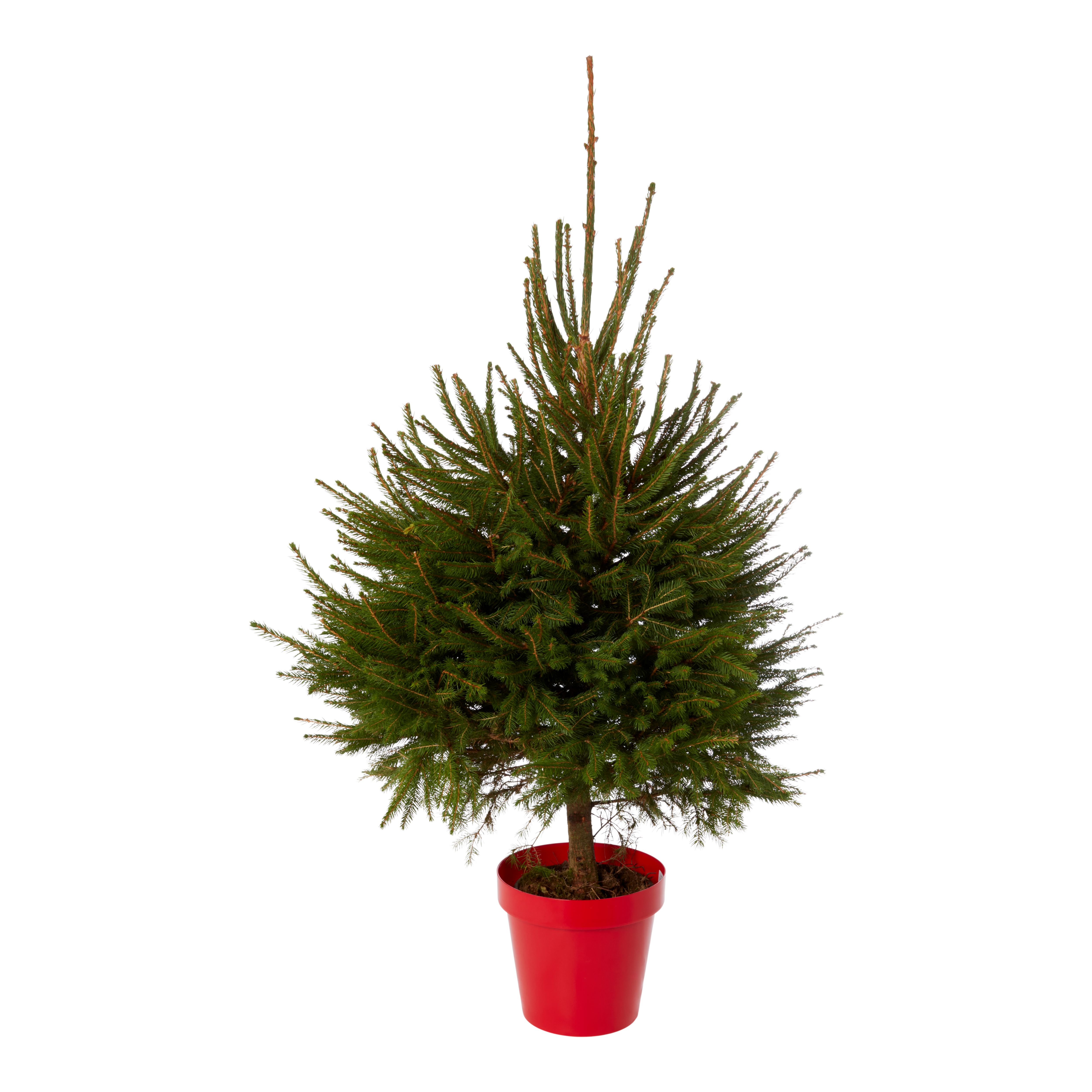 120150cm Spruce Pyramid Pot grown Christmas tree DIY at B&Q
