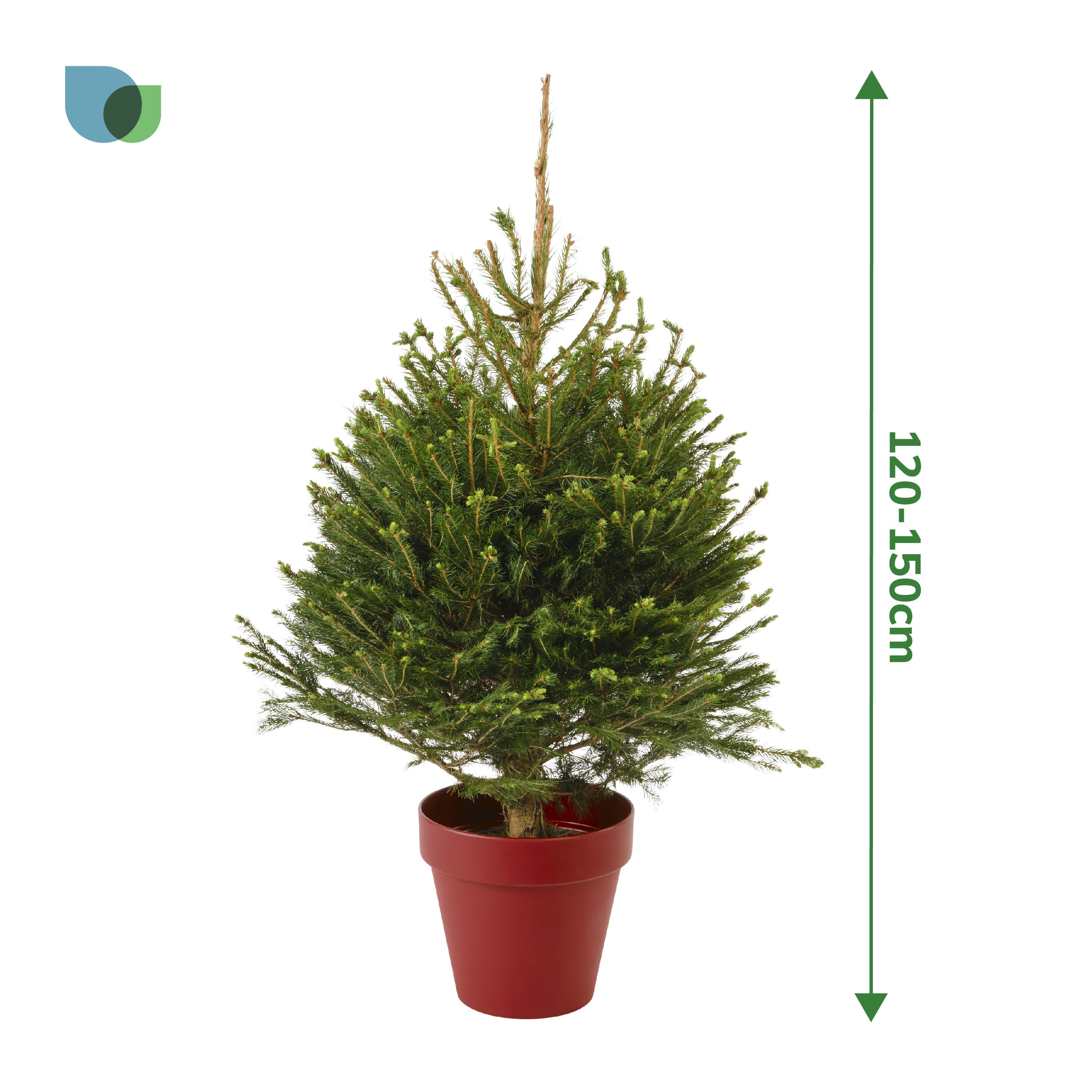 120-150cm Spruce Pyramid Real pot grown Christmas tree