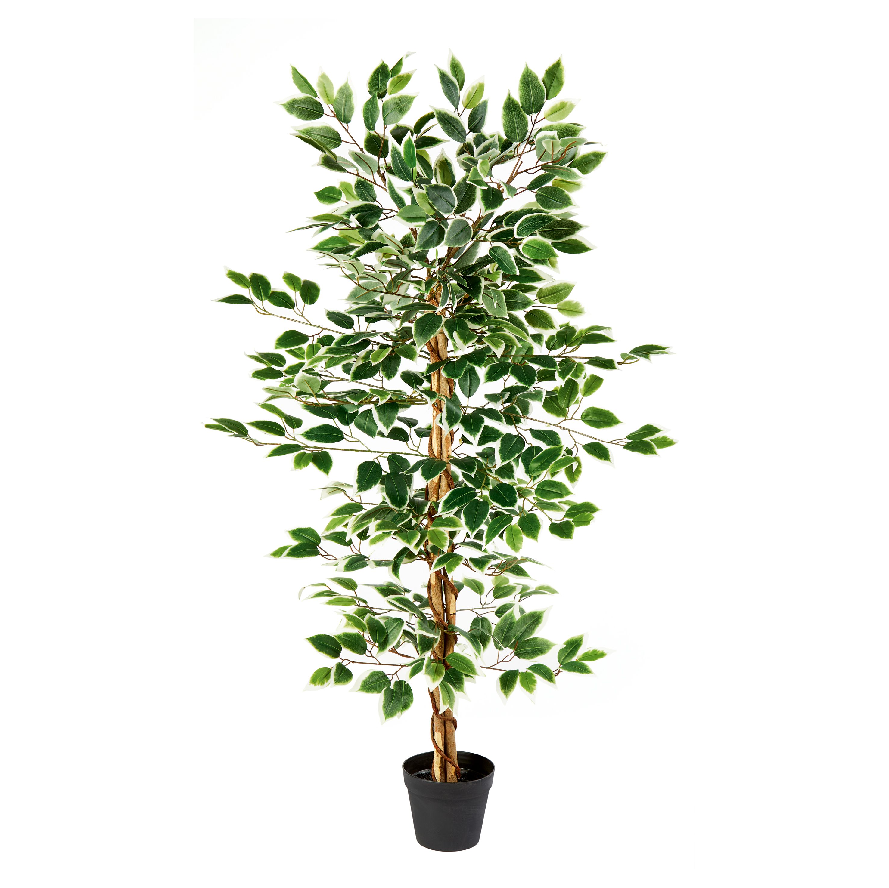 135cm Ficus Artificial plant in Black Pot DIY at B&Q
