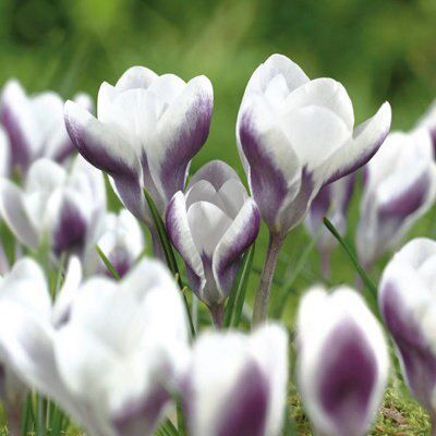 15 Flower bulbs