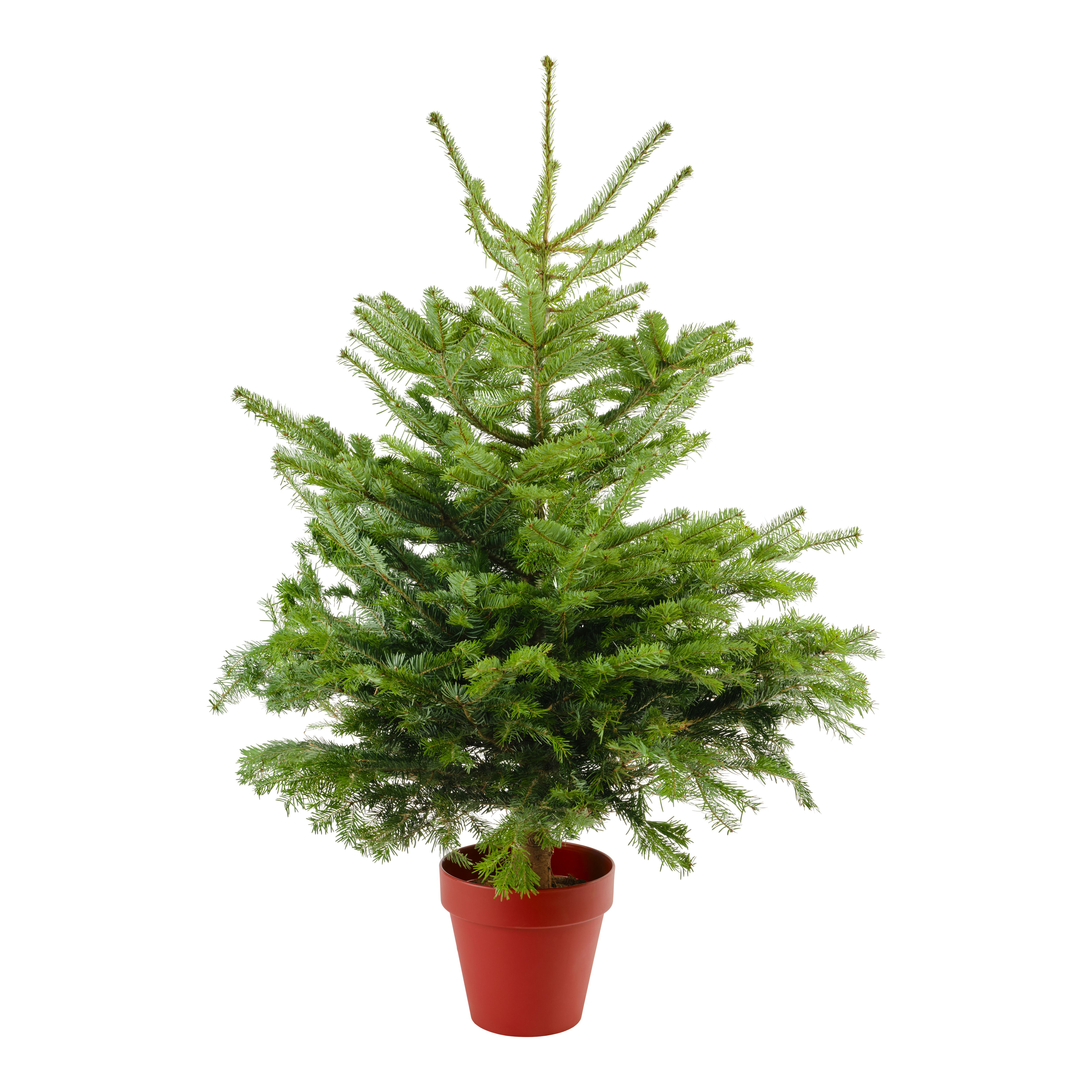 150175cm Nordmann fir Pyramid Pot grown Christmas tree DIY at B&Q