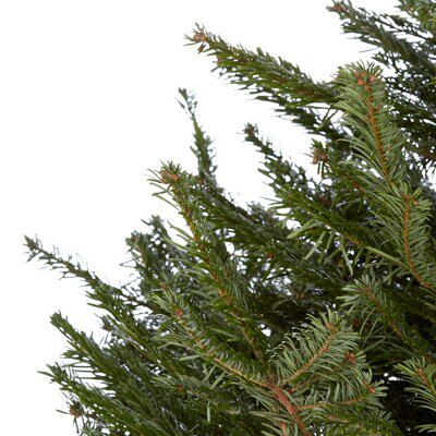 150-180cm Nordmann fir Medium Full Cut christmas tree