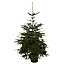 150cm+ Nordmann fir Pyramid Pot grown Christmas tree