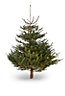 160-200cm Nordmann fir Medium Full Cut christmas tree