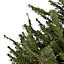 160-200cm Nordmann fir Medium Full Cut christmas tree