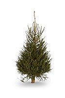 160-200cm Norway spruce Medium Full Cut christmas tree