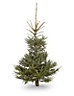 180-210cm Blue spruce Medium Full Cut christmas tree