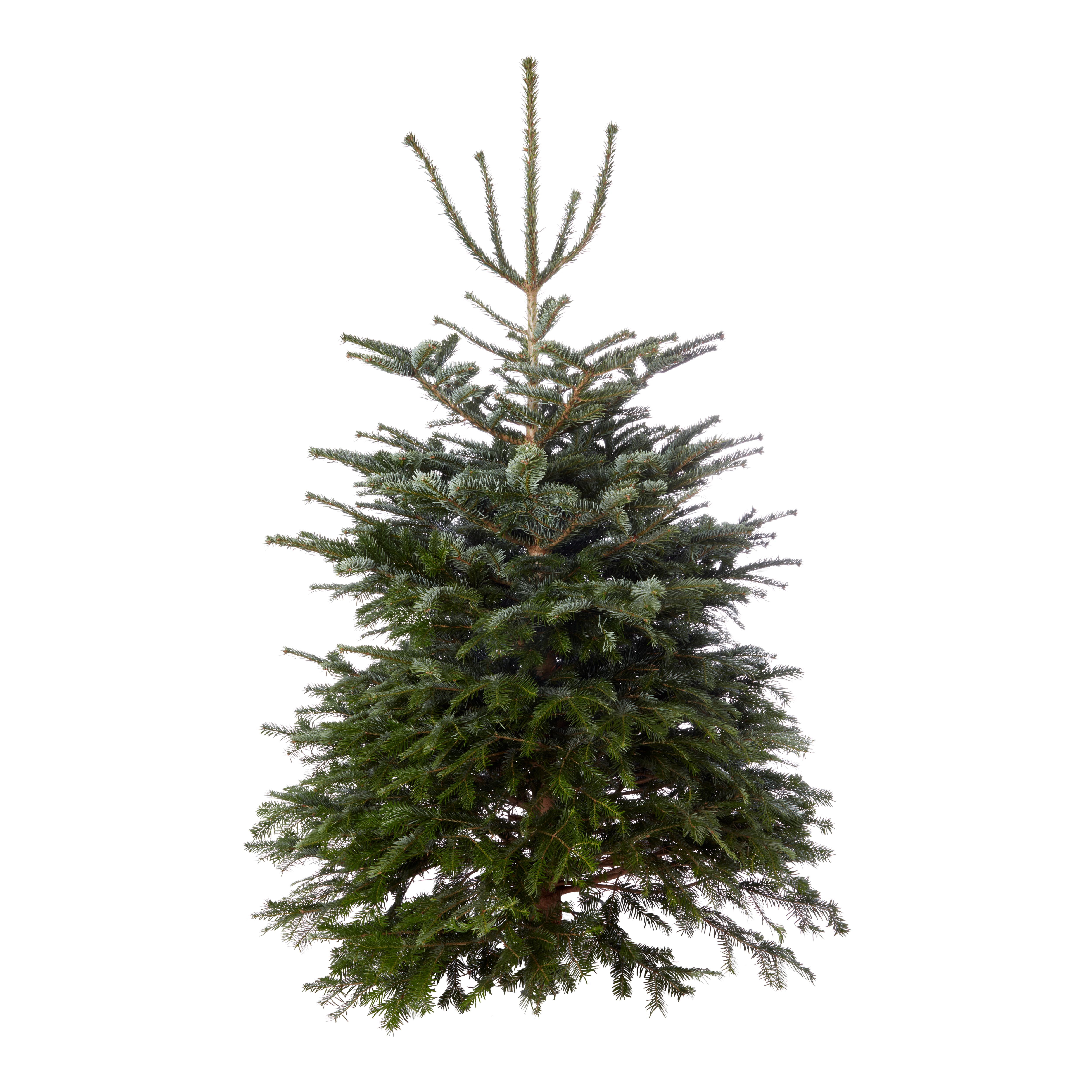 180-210cm Nordmann fir Large Slim Cut christmas tree | DIY at B&Q