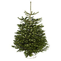 180-210cm Nordmann fir Medium Slim Cut christmas tree