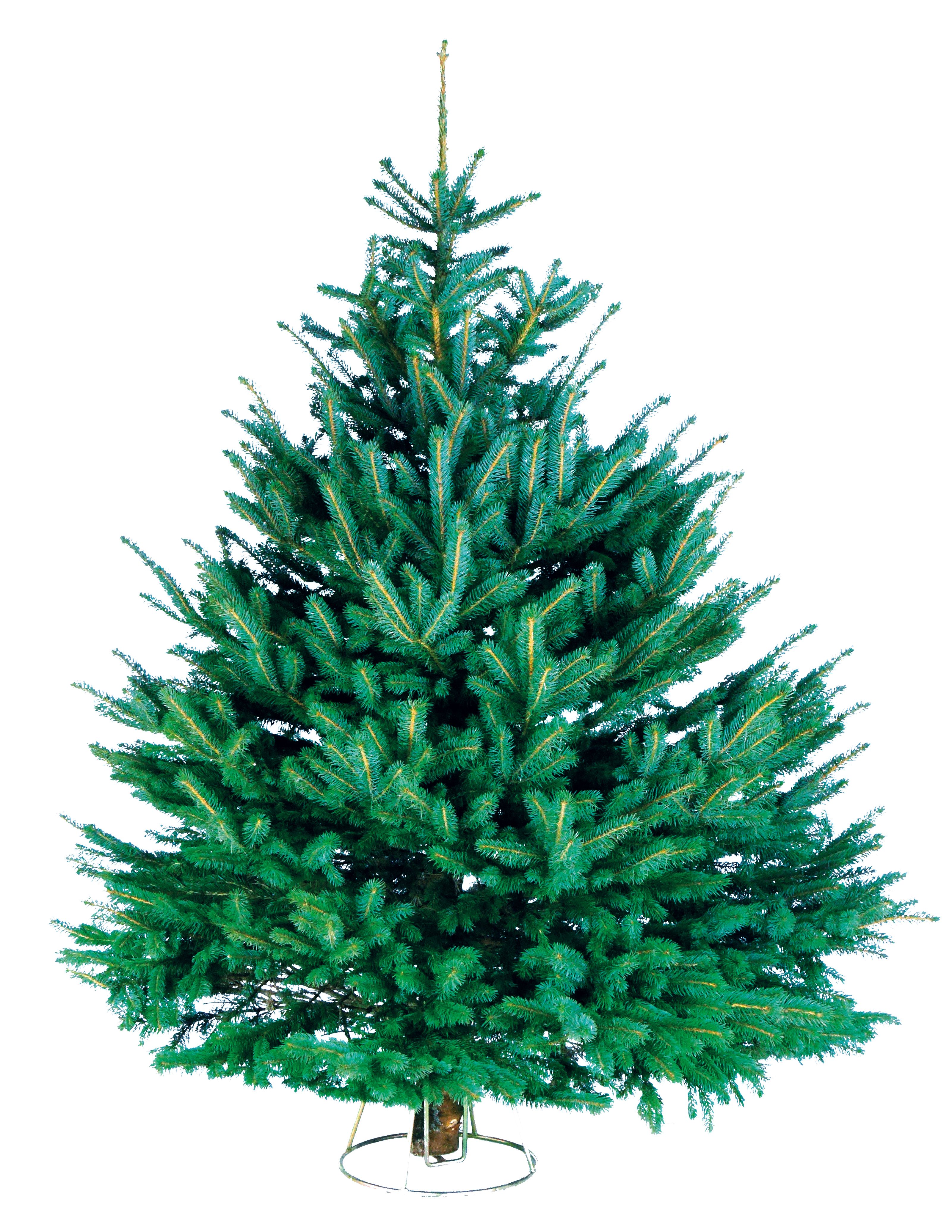 180-210cm Norway spruce Large Full Cut christmas tree | DIY at B&Q