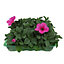 2 ASSORTED 6 PACK BEDDING PLANTS