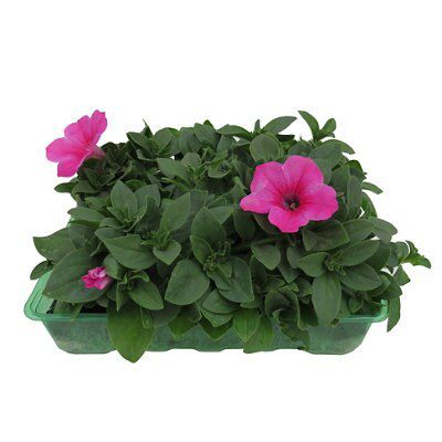 2 ASSORTED 6 PACK BEDDING PLANTS